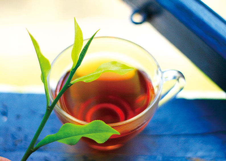 🧸〚#南投寶藏 你喝茶嗎❓ 來杯夏茶吧〛系列1/7