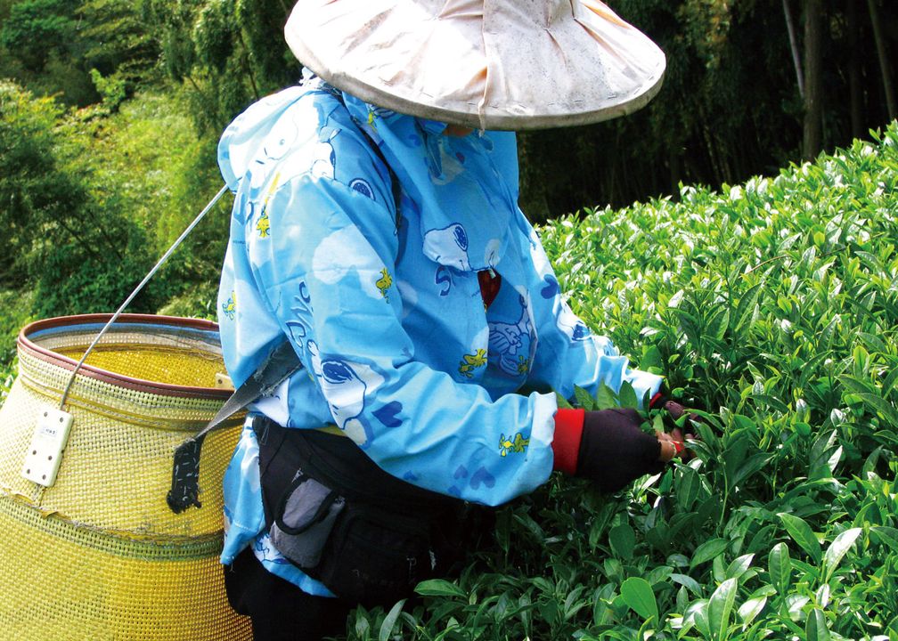 🧸〚#南投寶藏 你喝茶嗎❓ 來杯夏茶吧〛系列3/7