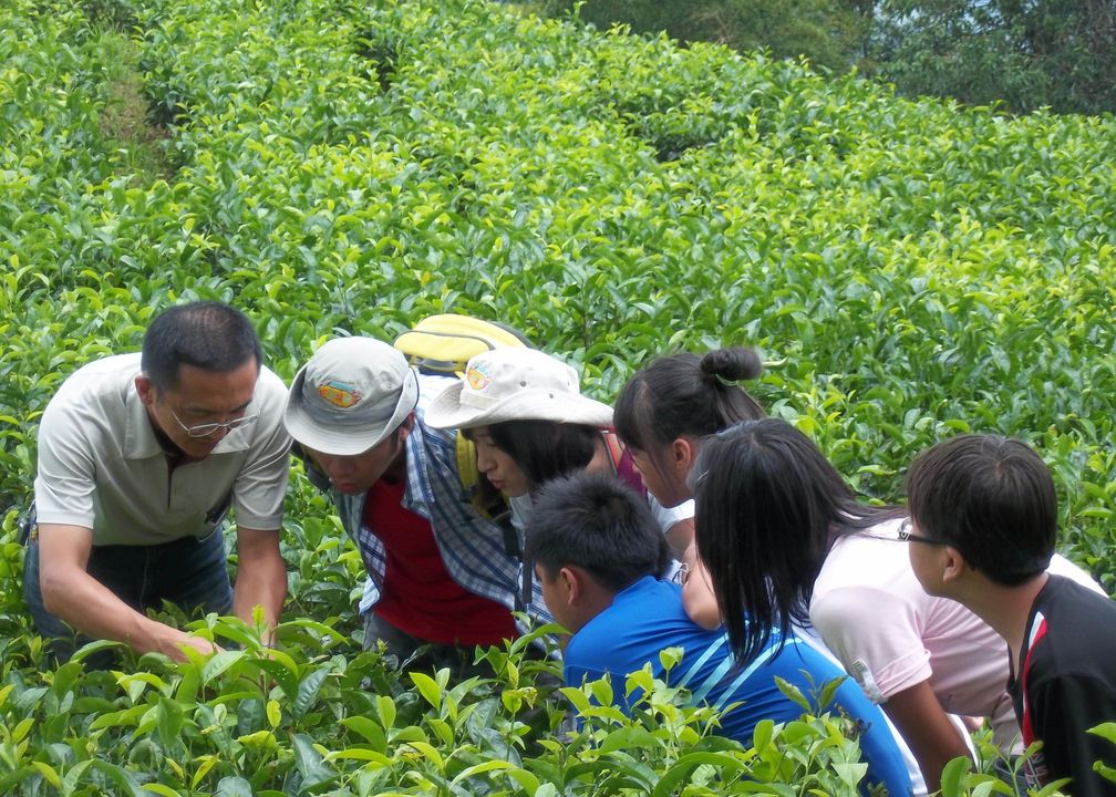 🧸〚#南投寶藏 你喝茶嗎❓ 來杯夏茶吧〛系列5/7