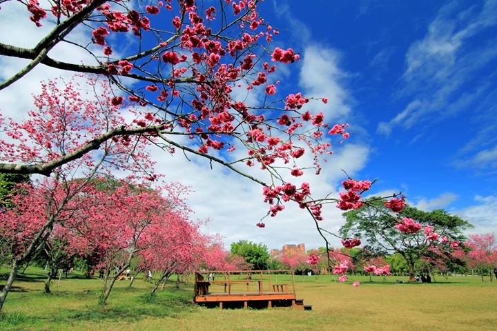 擁有上千株的臺灣山櫻與日本八重櫻的暨南大學🌸