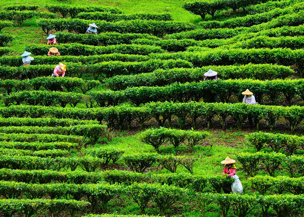 🧸〚#南投寶藏 你喝茶嗎❓ 來杯夏茶吧〛