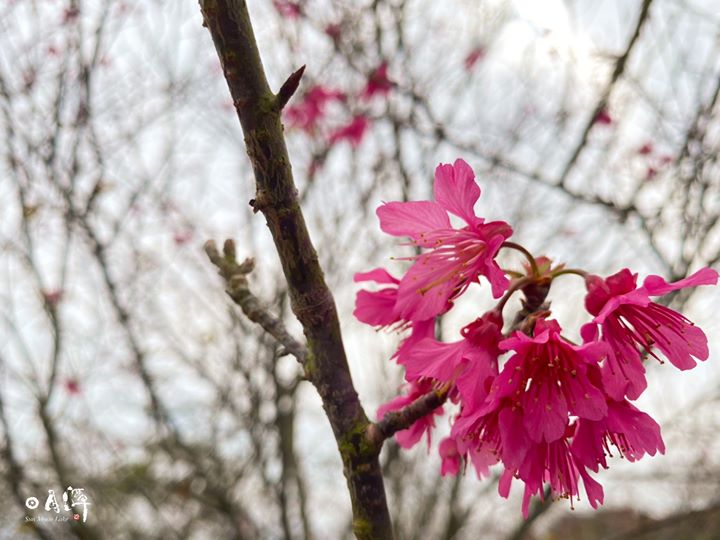 #2020日月潭櫻花季【花舞愛林 櫻揚暨大】🌸系列1/11