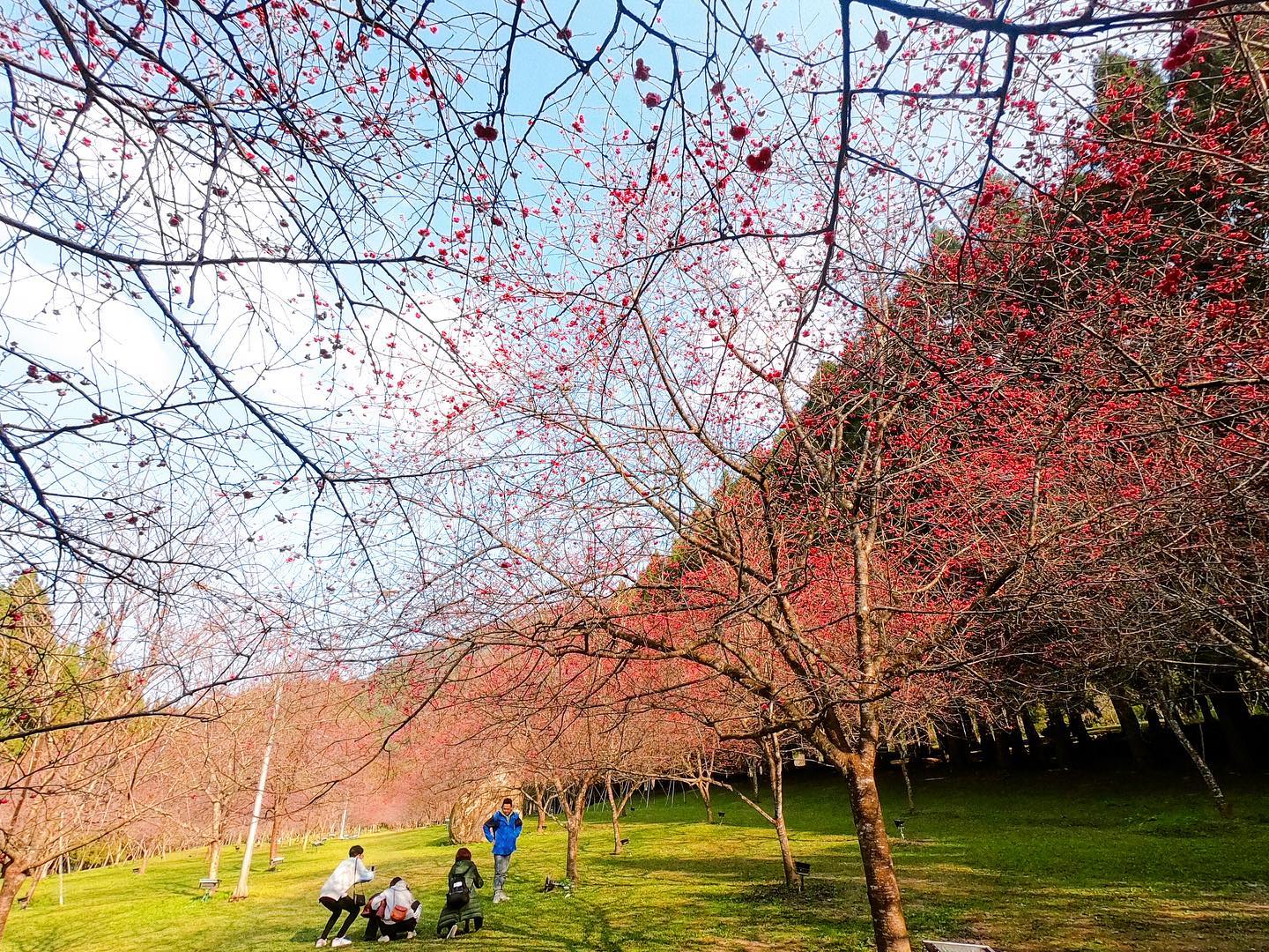 九族櫻花盛開啦🌸