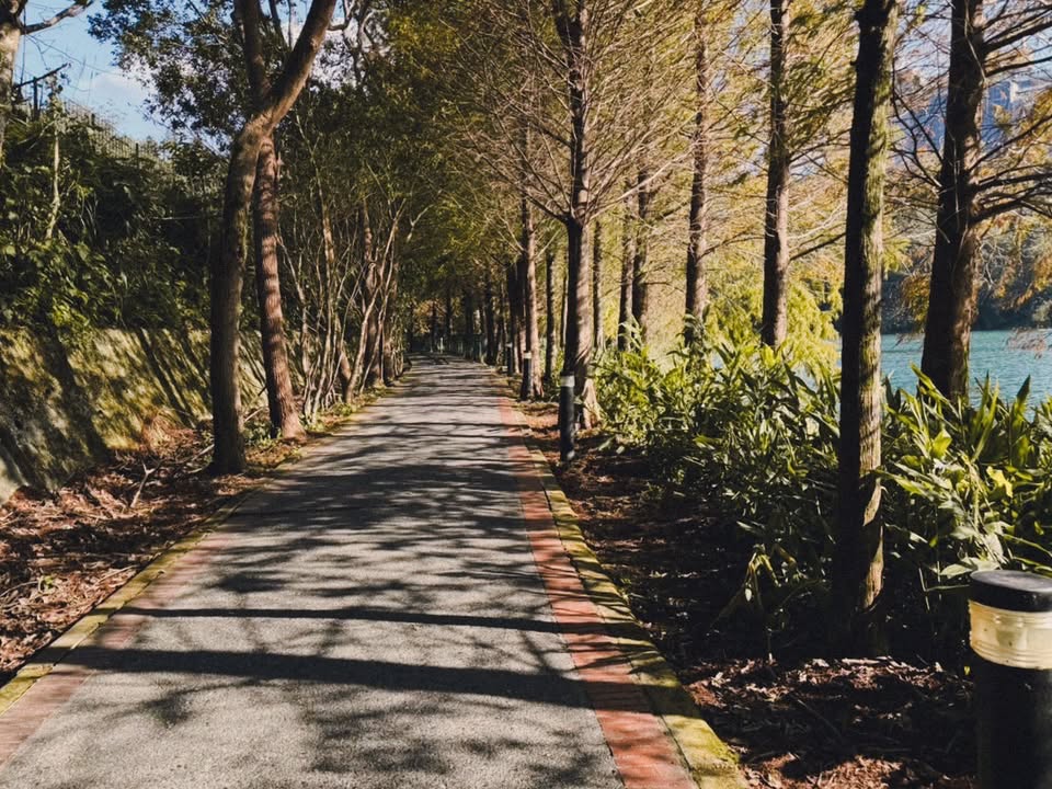 🔎〚向山落羽松轉紅了嗎？〛系列5/8