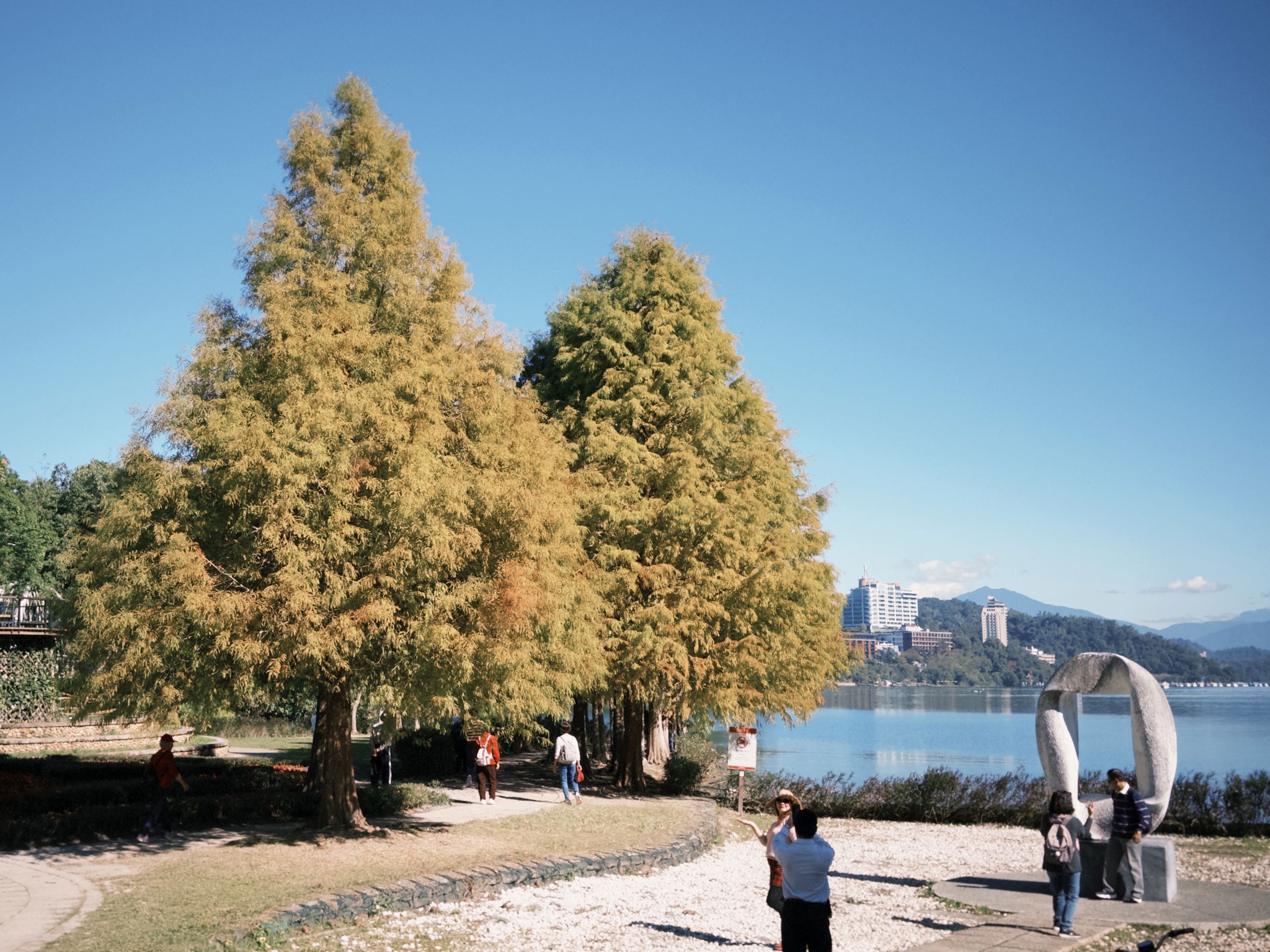 🔎〚向山落羽松轉紅了嗎？〛