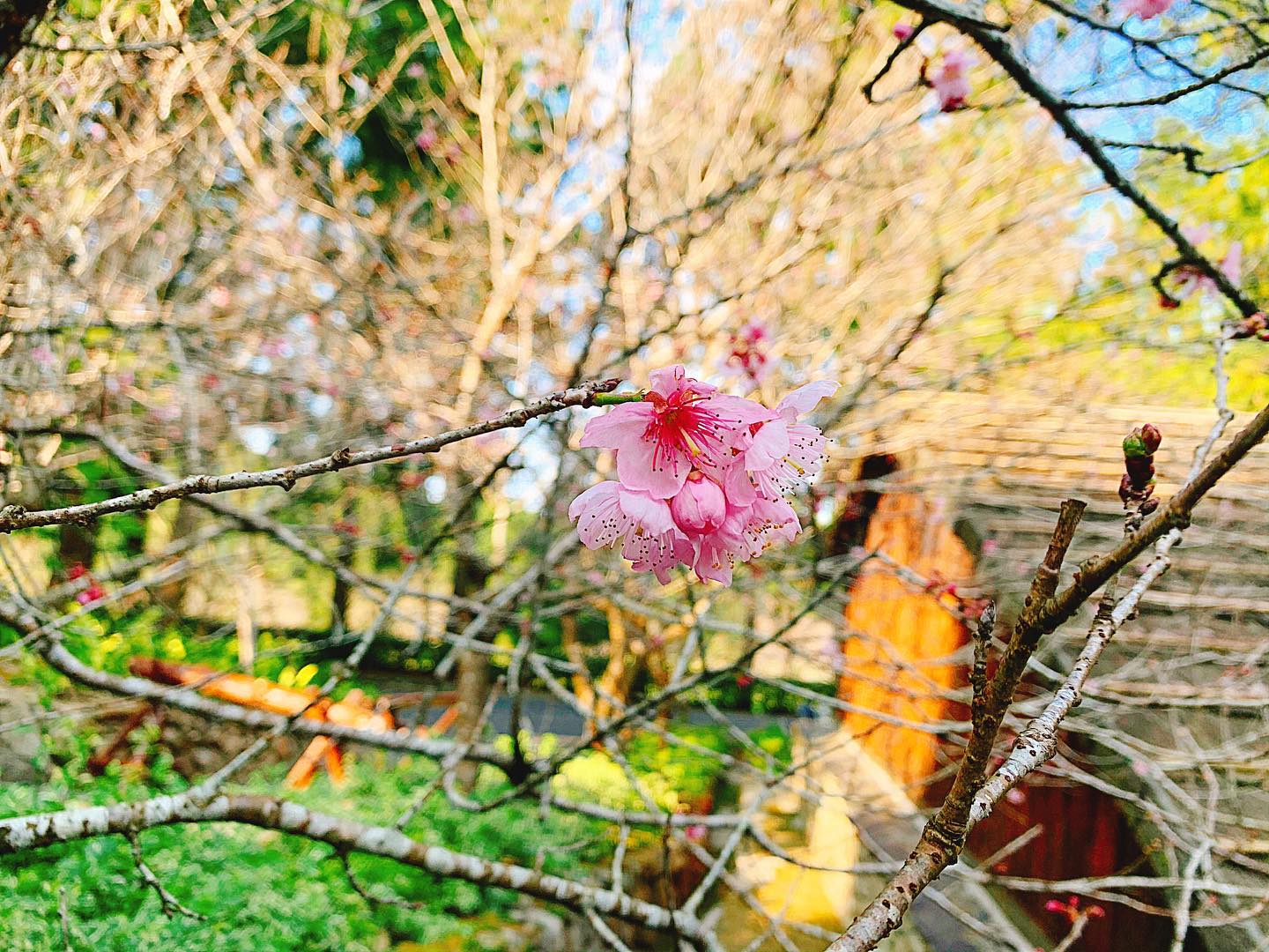 九族八重櫻已盛開七成以上🌸