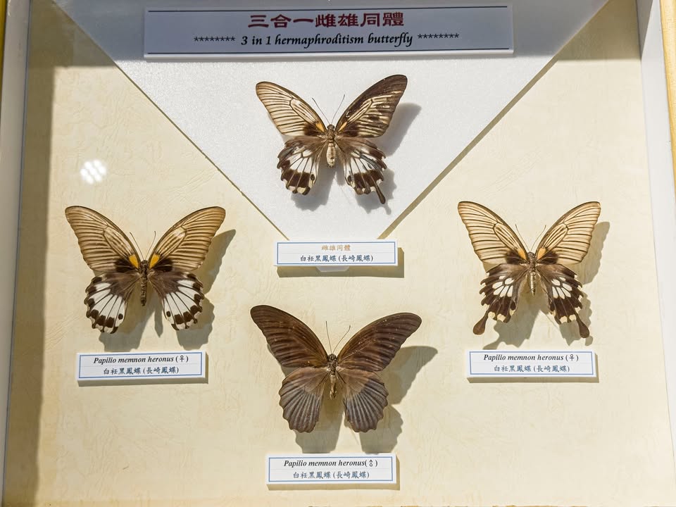 💫〚春季的四季認證獎牌🏵你拿到了嗎〛系列3/4