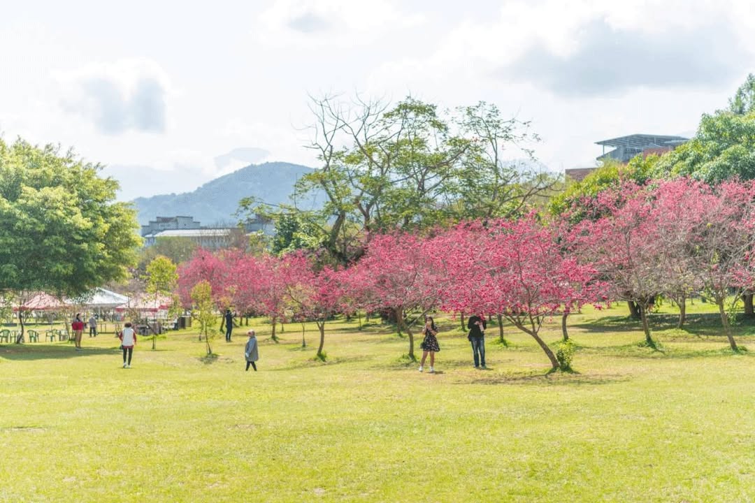 🌸2025日月潭櫻花季🌸系列4/6