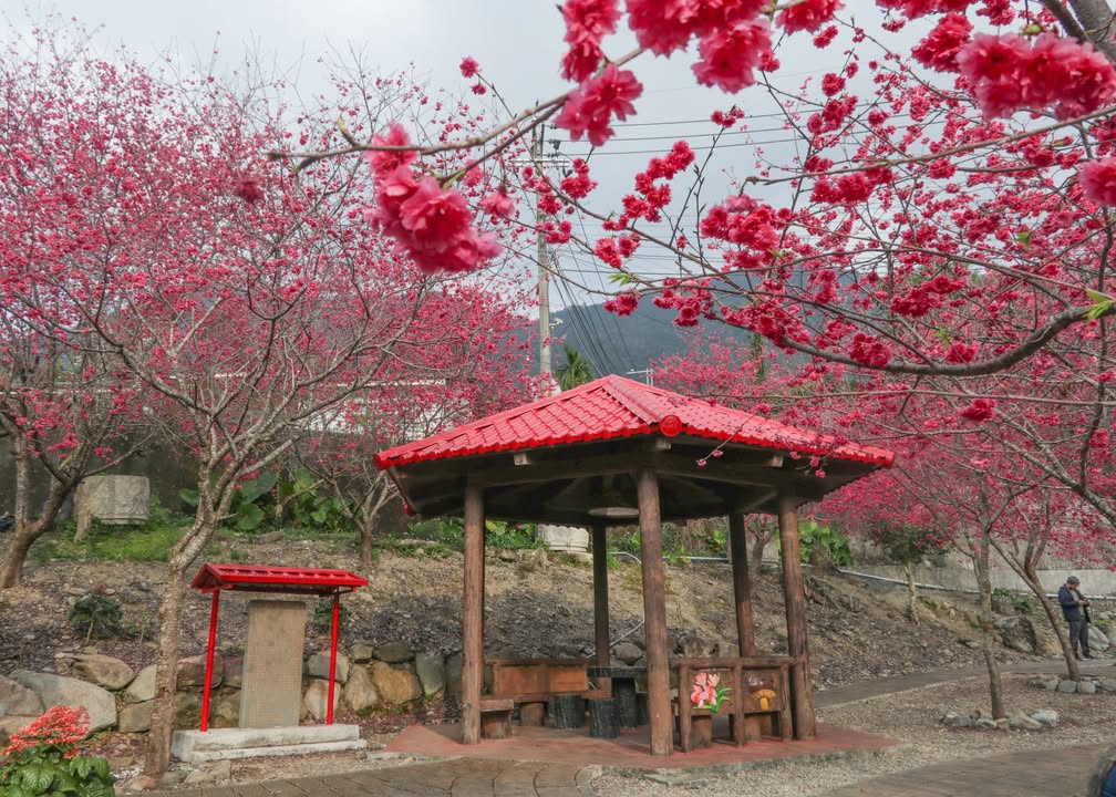 💫〚木屐囒❓是蘭花的品種嗎❓〛