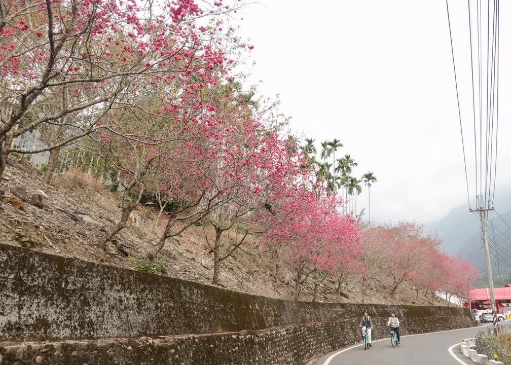 💫〚木屐囒❓是蘭花的品種嗎❓〛系列1/2