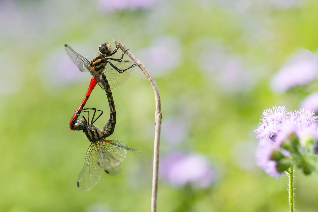 🔎〚小虎隊是你的童年嗎？有聽過紅蜻蜓？ 〛