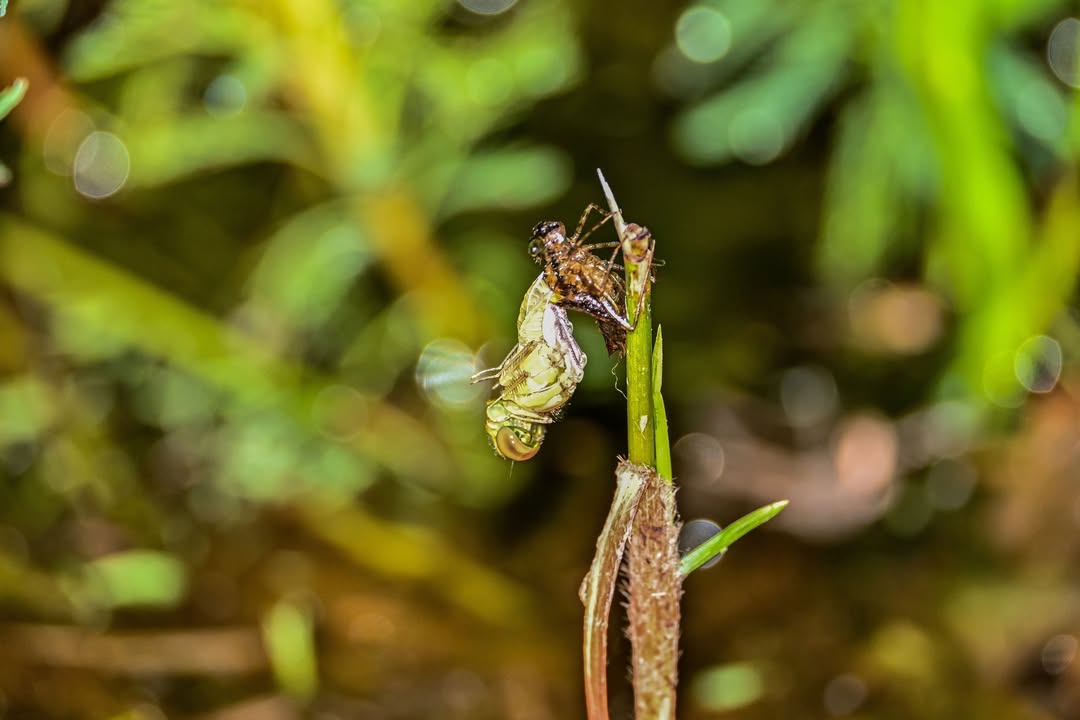 🔎〚小虎隊是你的童年嗎？有聽過紅蜻蜓？ 〛系列1/4