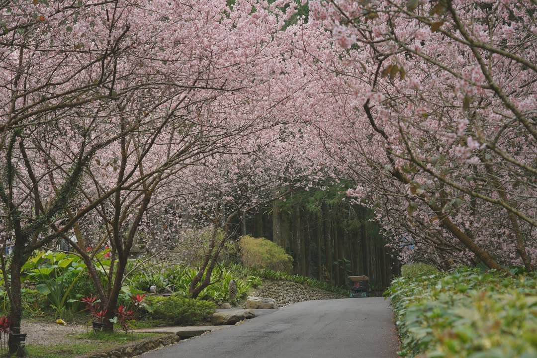 🤡〚花都開好了🎉〛
