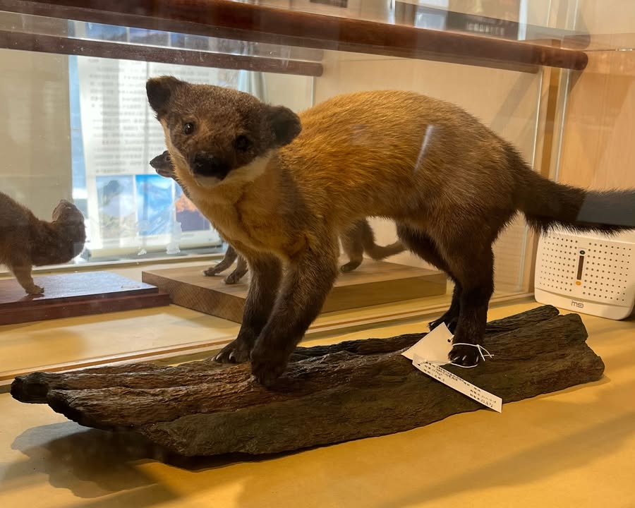 🥁〚看過可愛的貂民嗎😆〛