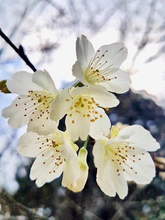 #2020日月潭櫻花季 🌸