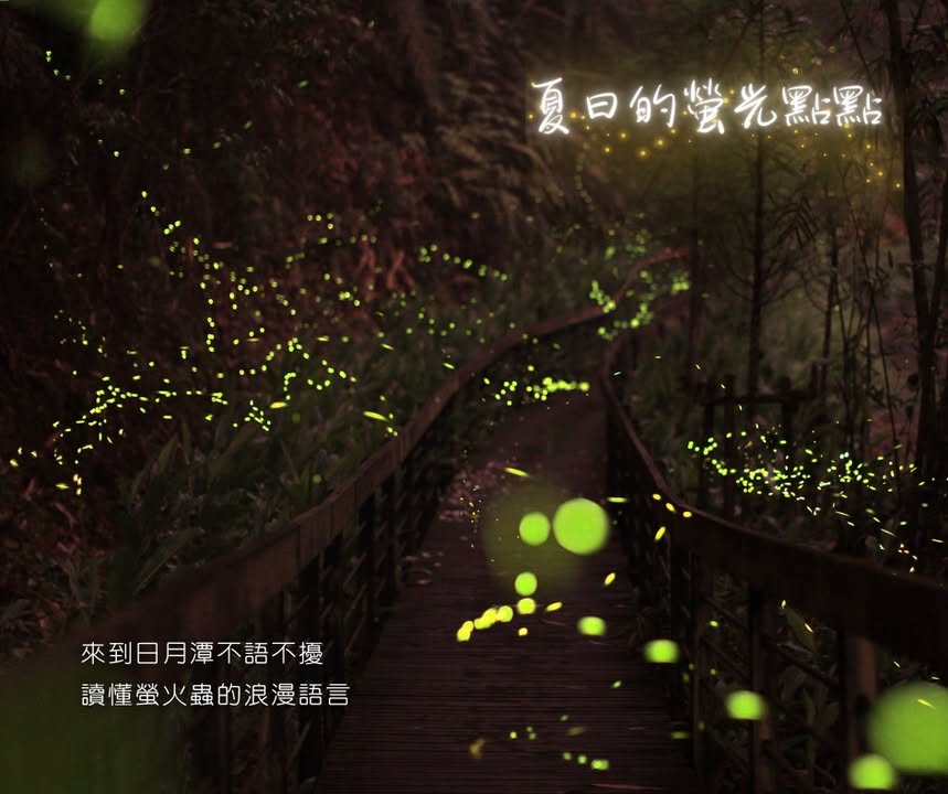 下山後的夜晚是螢火蟲活動力最旺盛的時候