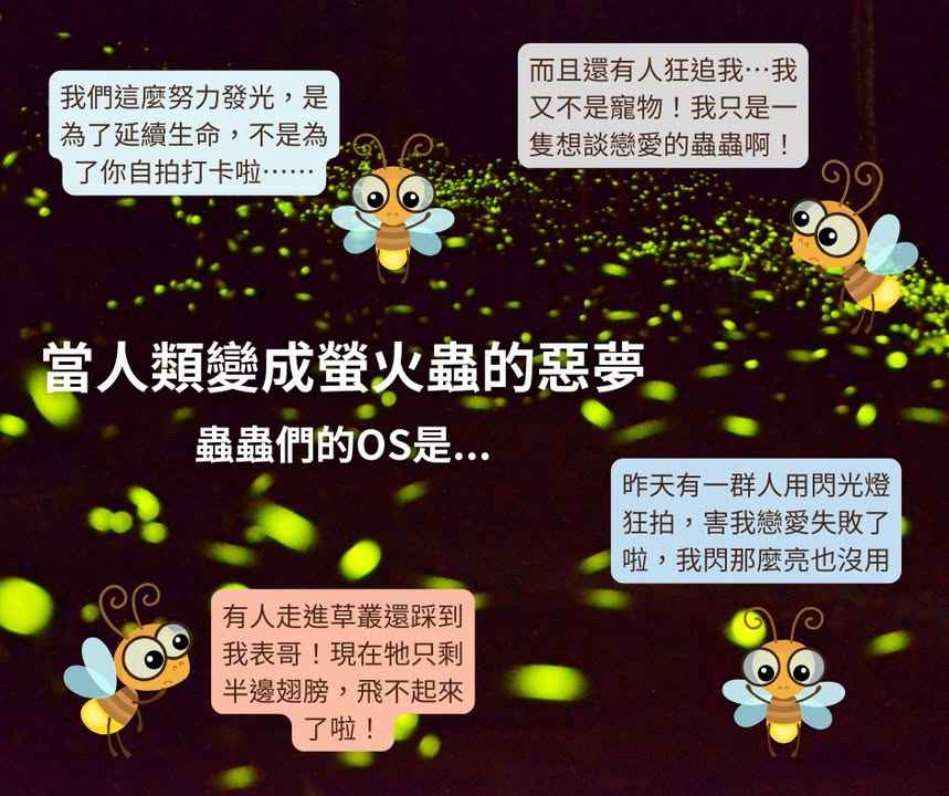下山後的夜晚是螢火蟲活動力最旺盛的時候系列1/5