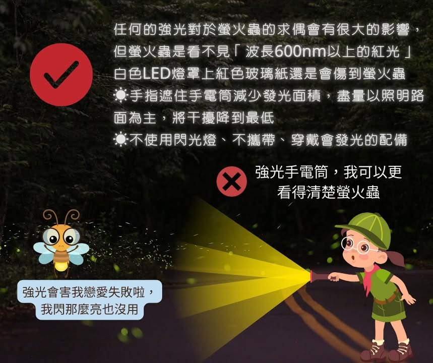 下山後的夜晚是螢火蟲活動力最旺盛的時候系列2/5