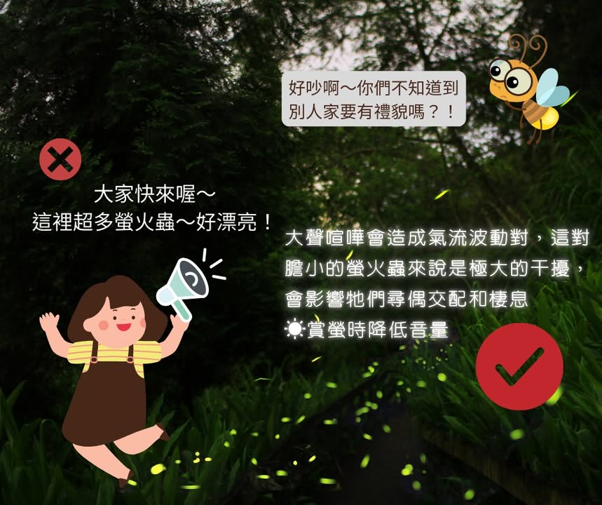 下山後的夜晚是螢火蟲活動力最旺盛的時候系列3/5