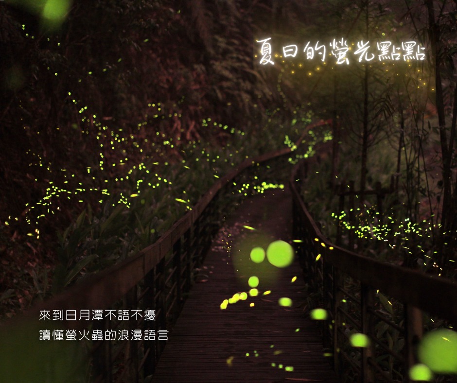 下山後的夜晚是螢火蟲活動力最旺盛的時候