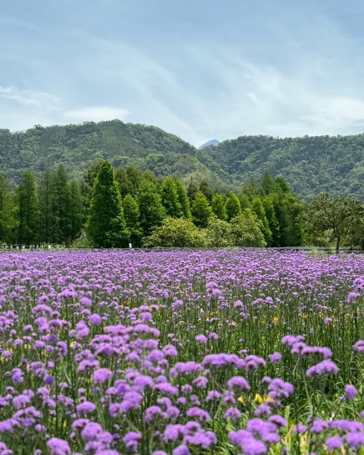 種的是什麼花？