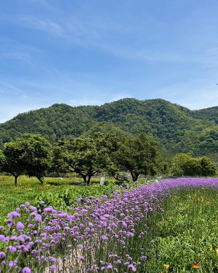 種的是什麼花？系列1/6