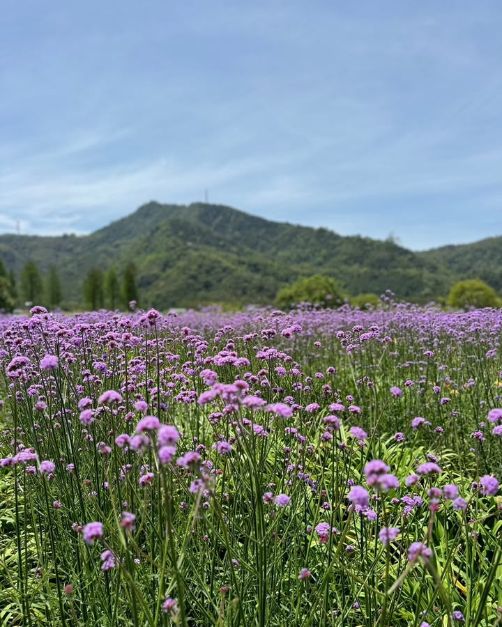種的是什麼花？系列4/6