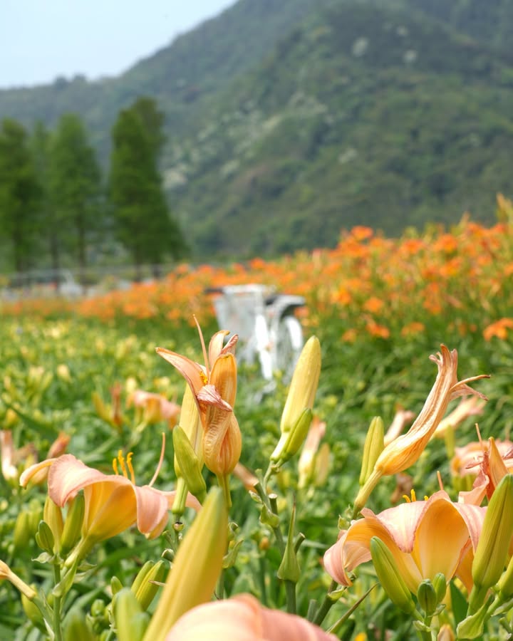 金針花開🌼 是思念也是溫柔系列2/7