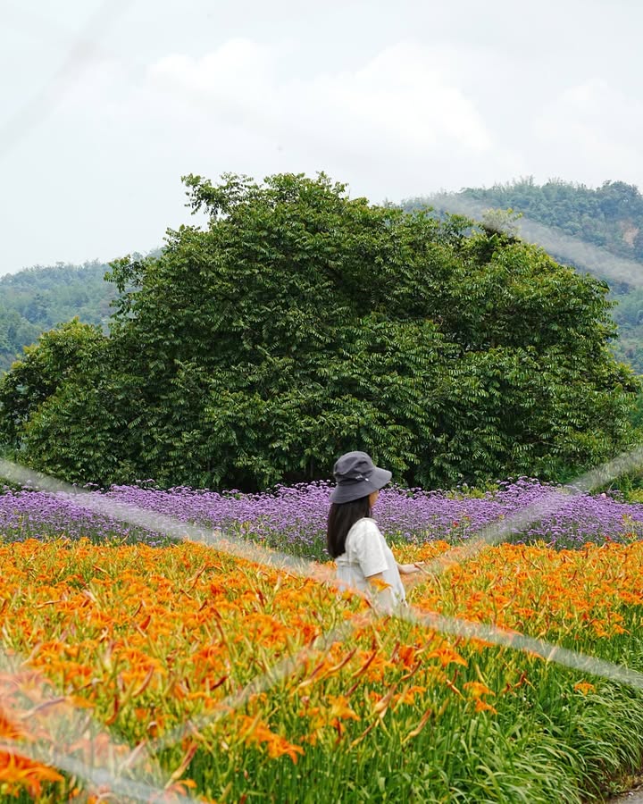 金針花開🌼 是思念也是溫柔系列5/7