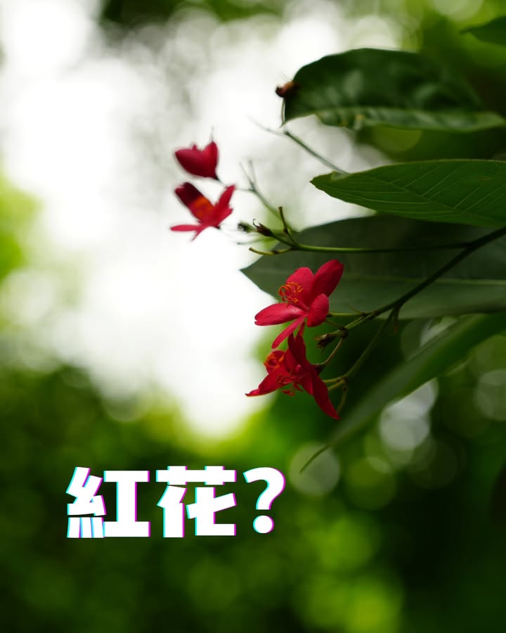 這些照片是？？？系列2/6