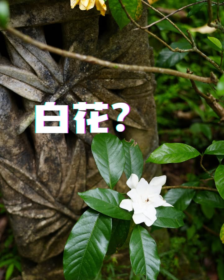 這些照片是？？？系列4/6