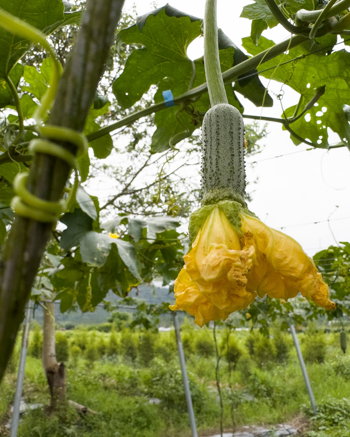 你是吃瓜群眾嗎😆