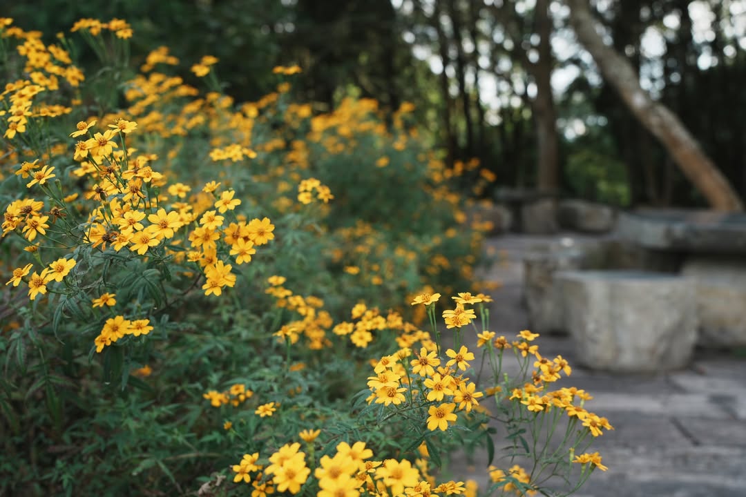 #金龍山 最出名的系列2/10