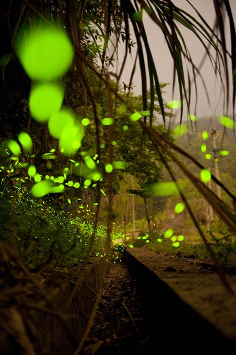 ✨螢火蟲季即將到來✨