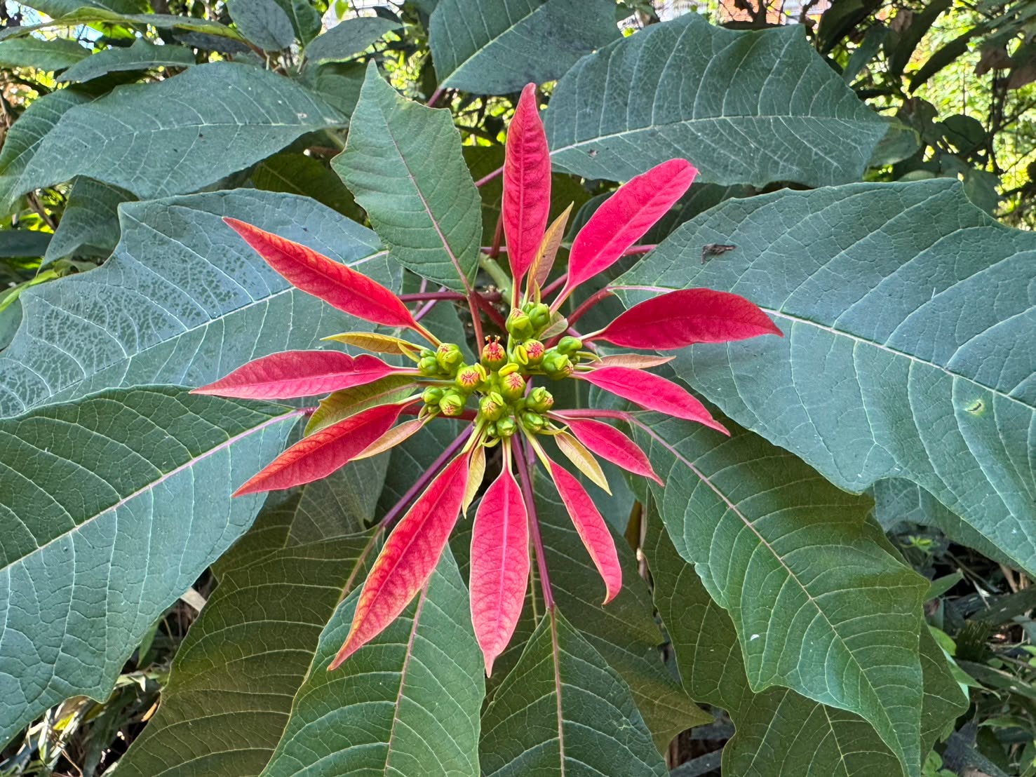 今天 #感恩節 ▸ 謝謝喜歡 #日月潭 #車埕 的朋友💙